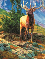 Взрослый олень в горах