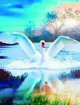 Взлёт белого лебедя