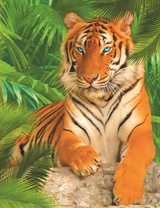 Гордый голубоглазый тигр