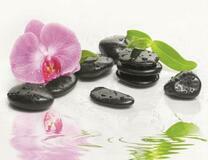 Орхидея и черные камушки