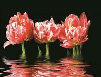 Тюльпаны в воде