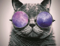 Серый кот в фиолетовых очках