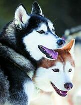 Уставшие собаки