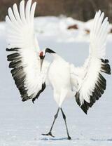 Журавль на снегу