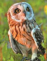 Любопытный филин на траве