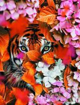 Глаза тигра среди гортензий