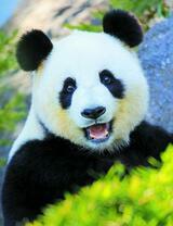 Улыбка панды