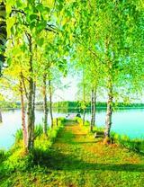 Дорога вдоль берёз к озеру