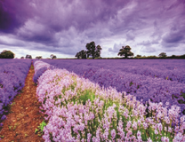 Сиреневое поле цветов