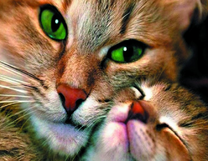 Кошка и ее крошка