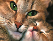 Зеленоглазая кошечка и ее малыш