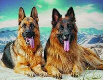 Два верных друга человеку