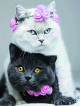 Черный и белый кот с цветочками