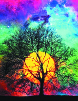 Заходящее солнце прячется за деревом