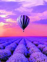 Воздушный шар над цветущей лавандой