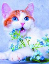 Котик играет с голубым цветком