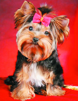 Собачка с розовым бантиком