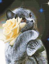 Серая кошечка с белой розой в лапках
