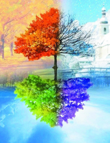 Четыре времени года на одном дереве