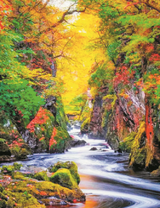 Осення красота леса