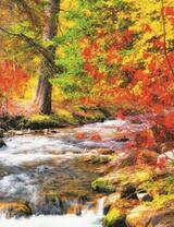 Река среди осеннего леса