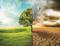 Дерево в пустыне и в оазисе