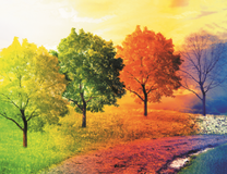 Деревья и четыре сезона