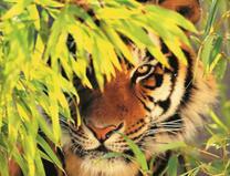 Тигр крадется среди листьев