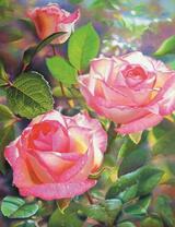 Роса на розовых розах