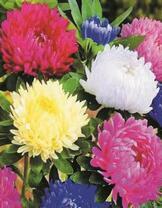 Разноцветные астры