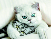 Милые котята под одеялом