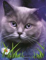 Большой серый кот и ромашка