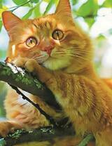 Рыжий кот на ветке