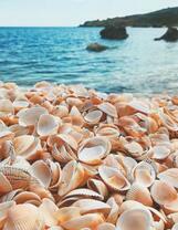 Морская ракушка на берегу моря