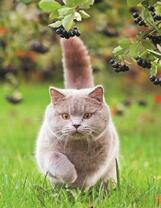 Пухленький кот на прогулке