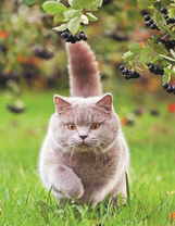 Пушистый серый котик в саду