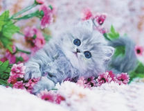 Серенький котёнок среди хризантем