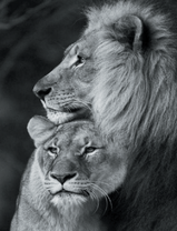 Семейная пара львов