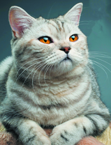 Красивый кот с янтарными глазами