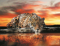 Уставший леопард у воды