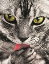 Полосатая красивая кошечка