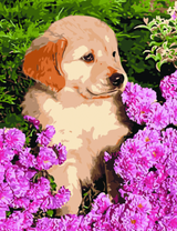 Щеночек среди хризантем