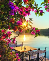 Столик под цветущим деревом у озера