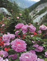 Красивые розы в горном ущелье