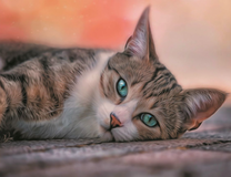 Нежная кошечка с лазурными глазами