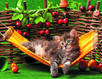 Пушистый котёнок на гамаке