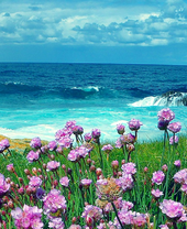 Вид на море и цветы