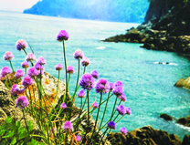 Пушистые цветочки на скале у моря