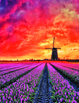 Лавандовое поле на закате дня