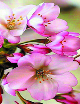 Цветение яблони